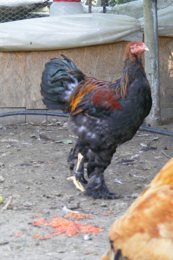 COCOSI BRAHMA 2014 (15)