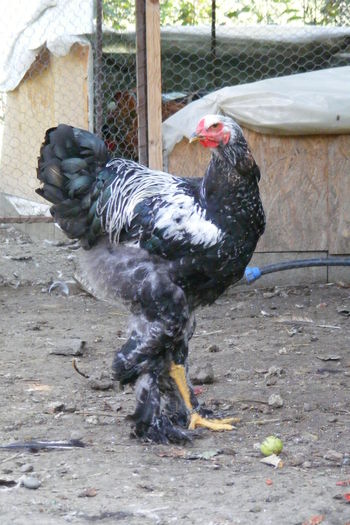 COCOSI BRAHMA 2014 (16)