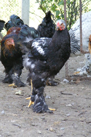 COCOSI BRAHMA 2014 (17)