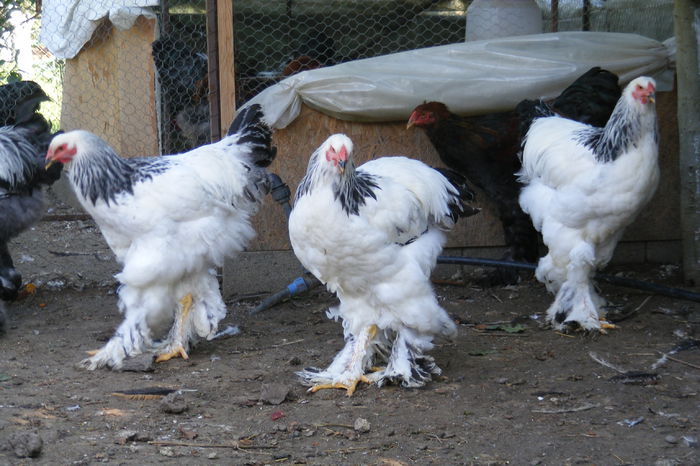 COCOSI BRAHMA 2014 (18)