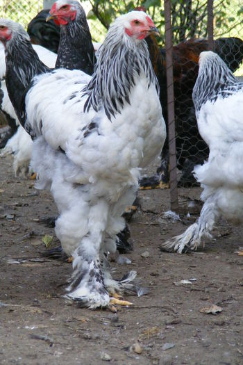 COCOSI BRAHMA 2014 (19)