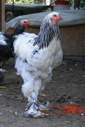 COCOSI BRAHMA 2014 (20)