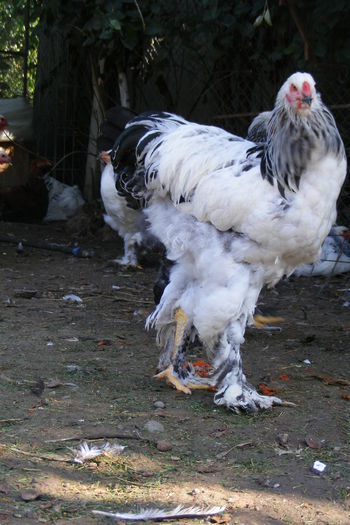 COCOSI BRAHMA 2014 (21)