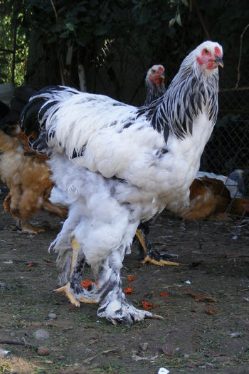 COCOSI BRAHMA 2014 (22)