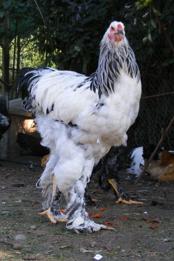 COCOSI BRAHMA 2014 (23)