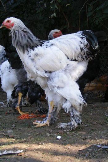 COCOSI BRAHMA 2014 (25)