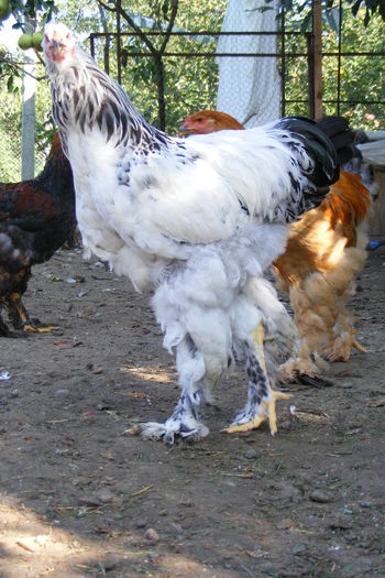 COCOSI BRAHMA 2014 (26)