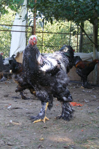 COCOSI BRAHMA 2014 (27)