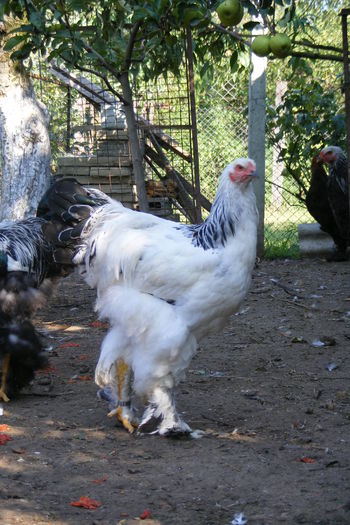 COCOSI BRAHMA 2014 (28)