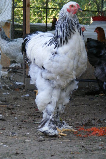 COCOSI BRAHMA 2014 (31)