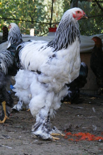 COCOSI BRAHMA 2014 (32)