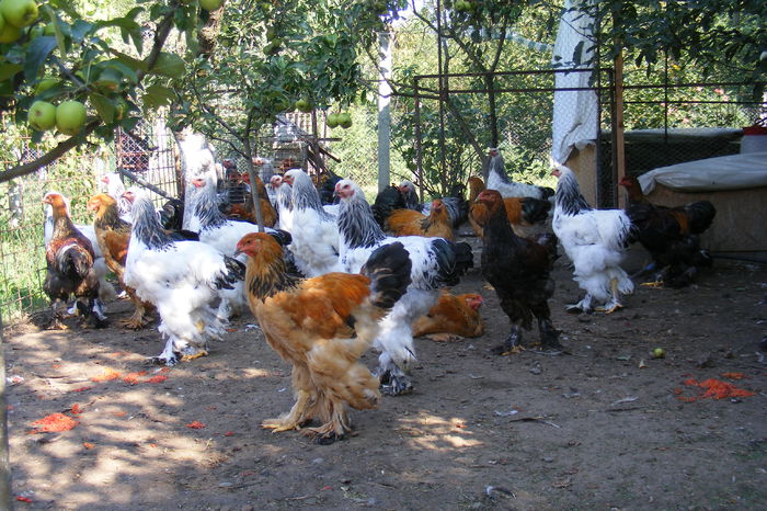 COCOSI BRAHMA 2014 (34)