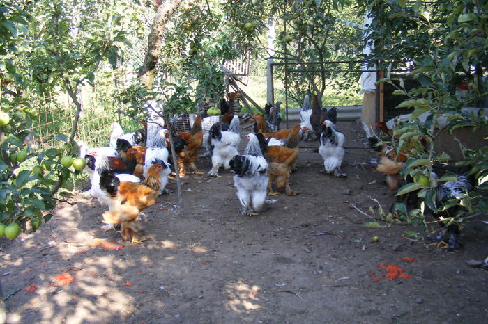 COCOSI BRAHMA 2014 (35)