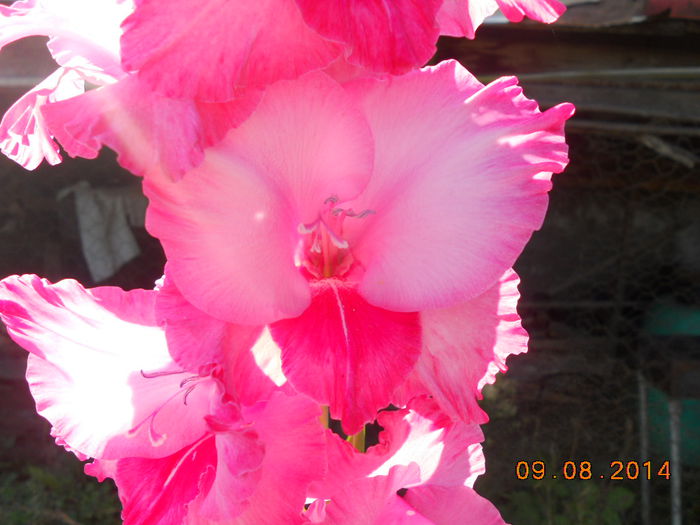 DSCN6037 - Gladiole 2013-2014