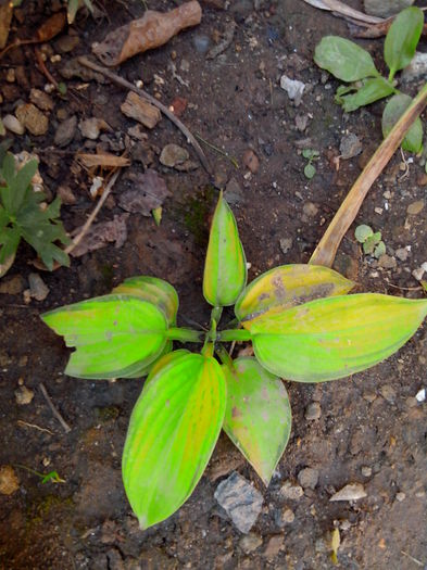 IMG_20140809_135028 - HOSTA 2014