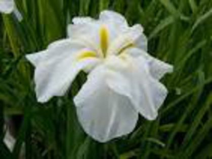 White Lady - Achizitii irisi 2012-2014