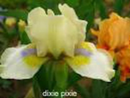 Dixie Pixie - Achizitii irisi 2012-2014