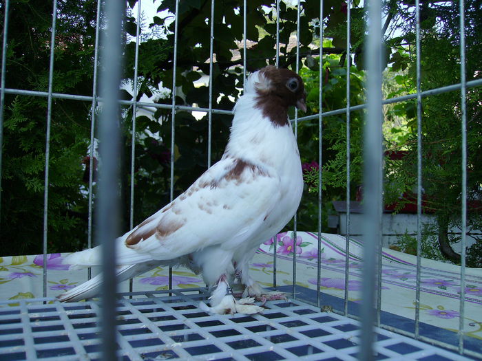  - Pui 2014 JDB si Galateni