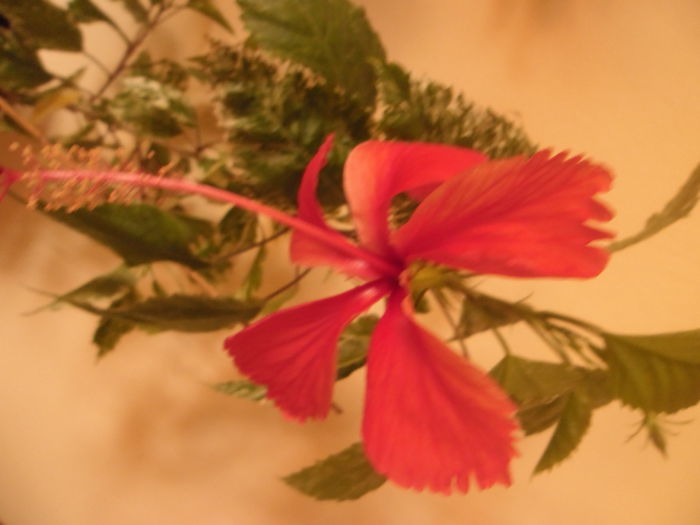 Cooperi Alba