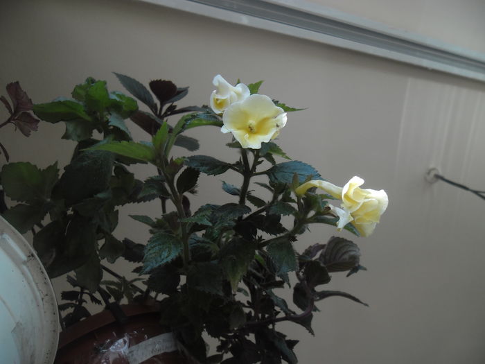 Himalayan Sunrise - Achimenes