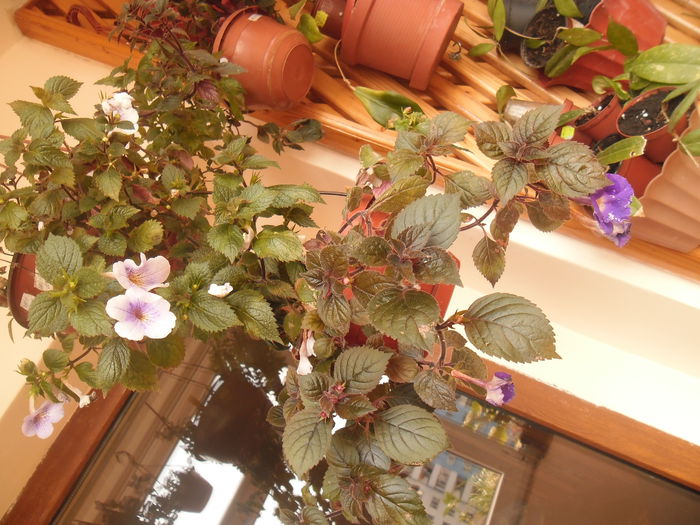 048 - Achimenes
