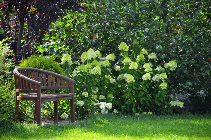 Hydrangea paniculata 'Limelight' - II - Summer 2014