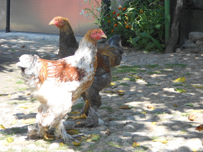 Picture 79 120 - Achizitii noi-pui brahma