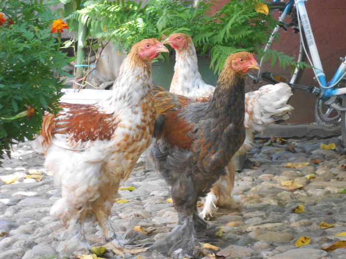 Picture 79 121 - Achizitii noi-pui brahma