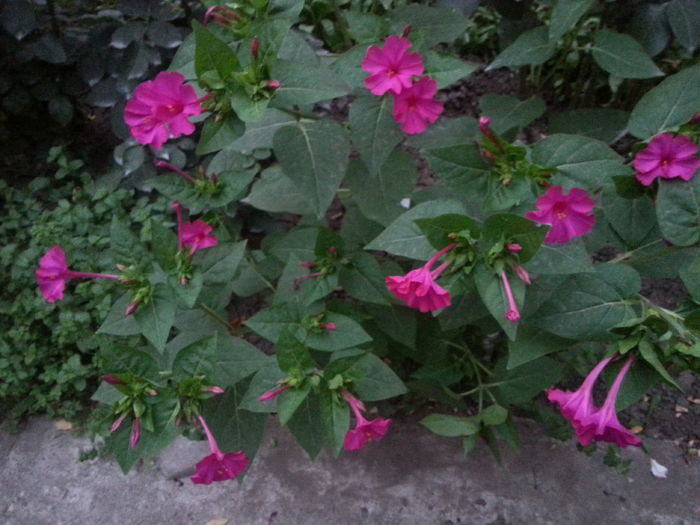 mirabilis jalapa