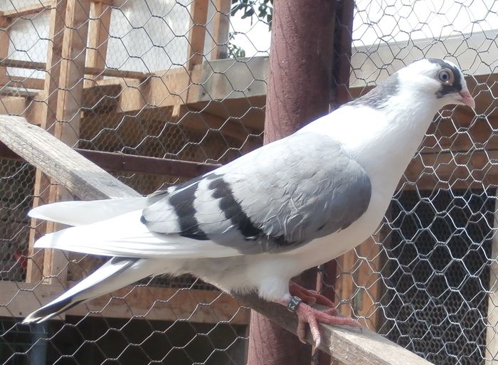 Dat in Turda la Ciprian - D- Porumbei JUCATORI DE GALATI VANDUTI Album 2