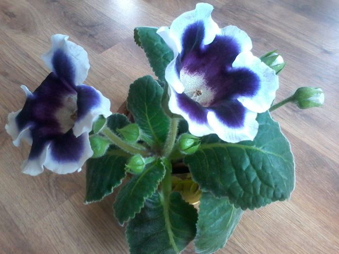 20140810_133218 - gloxinia 2014-2015-2016