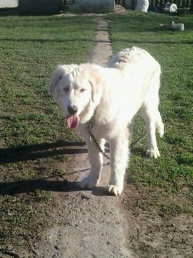 Ciobanas - unul din puii albi; varsta - 5 luni
