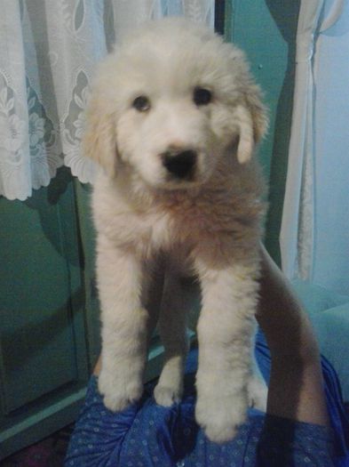 Ciobanas - unul din puii albi; 3 luni
