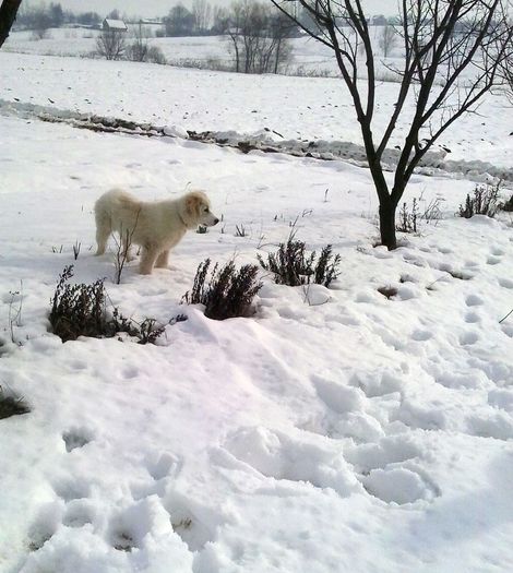 Ciobanas - unul din puii albi