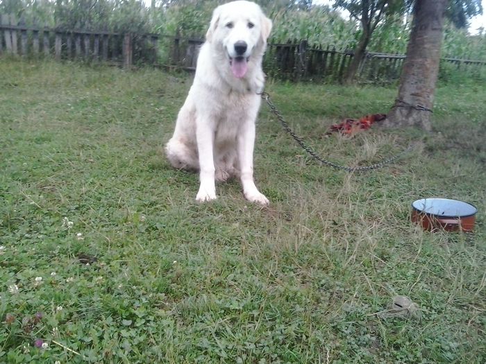 Ciobanas - unul din puii albi