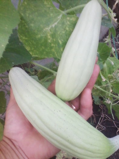 castravete armenian