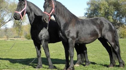 cai-de-vanzare-friesian-iepe-1-pe-equitana.ro-magazin-de-echitatie1-540x300 - CAI  FRUMOSI