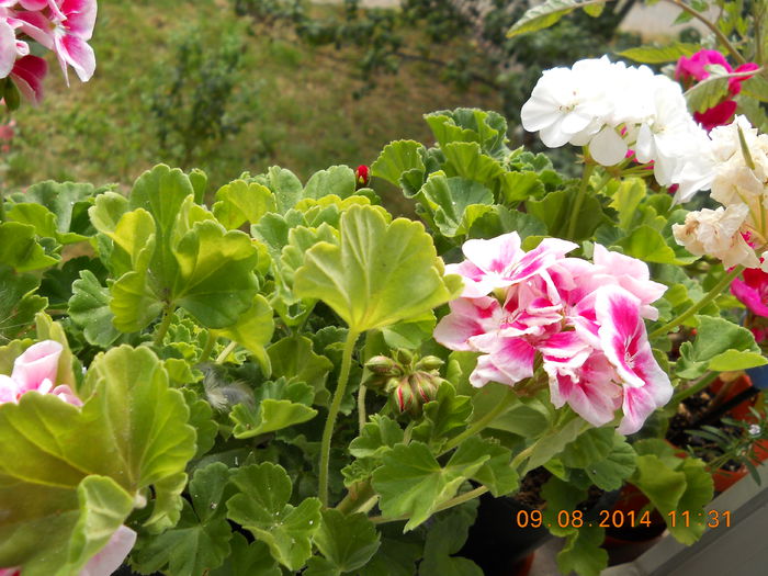 009 - AUGUST 2014