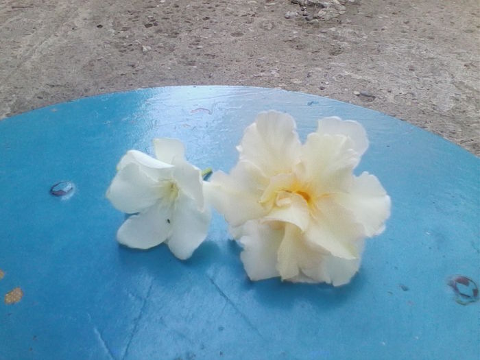 IMG_20140810_105623 - leandri 2014