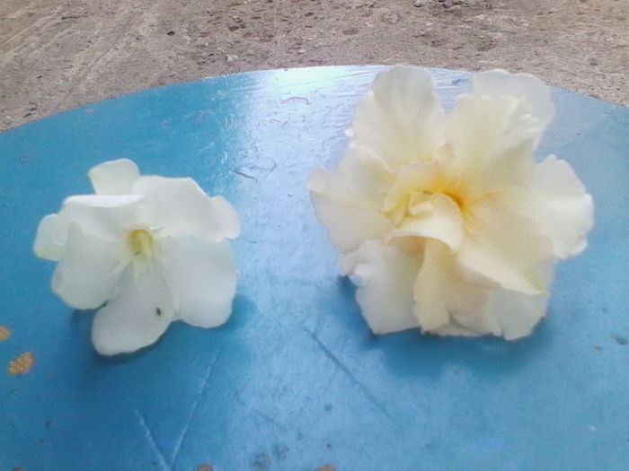 IMG_20140810_105629 - leandri 2014