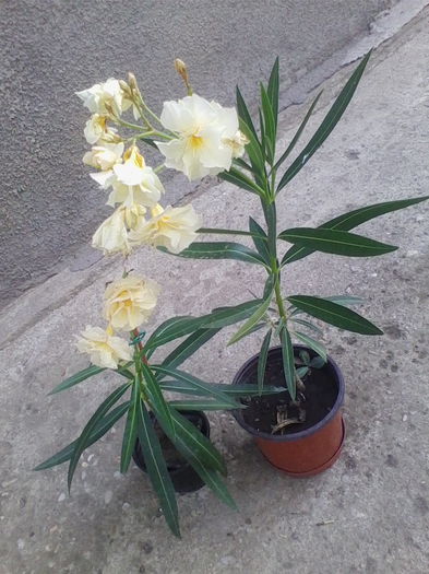 leandrul mic e primit de la mirelanicoleta - leandri 2014