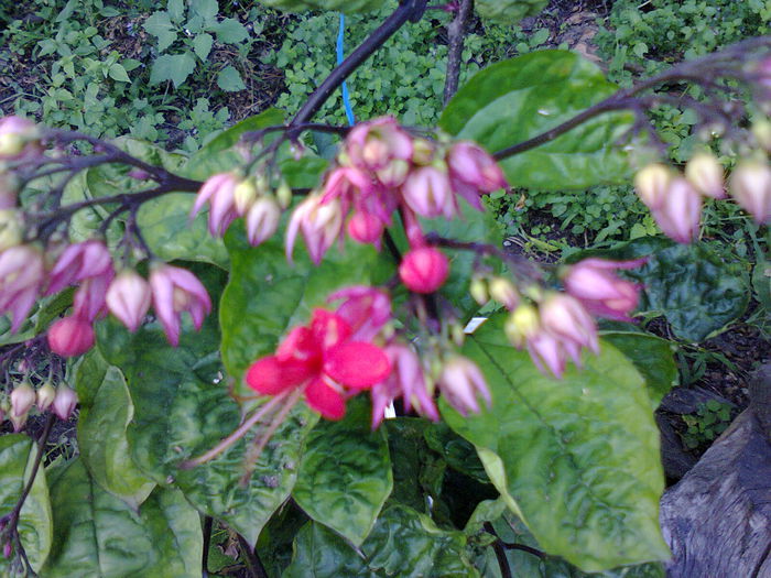Clero Splendens
