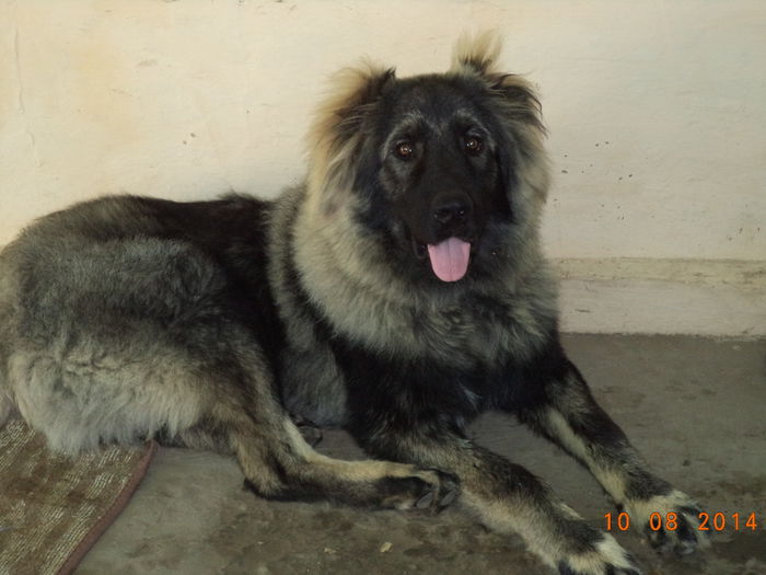 8 luni