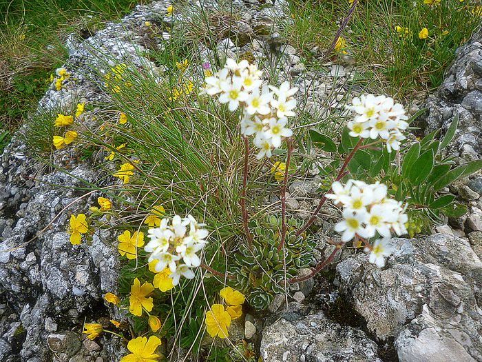 flora alpina-Padina Crucii