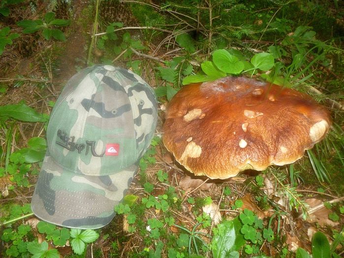 hrib; mitarca pietroasa boletus edulis
