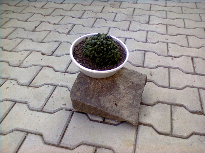 haworthia cymbiformis 30 lei