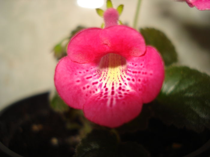 DSC09394 - SINNINGIA DE LA A - Z