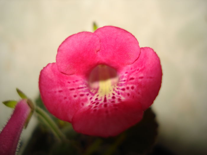 DSC09397 - SINNINGIA DE LA A - Z