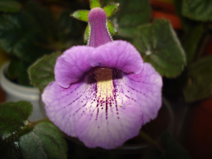 DSC09403 - SINNINGIA DE LA A - Z