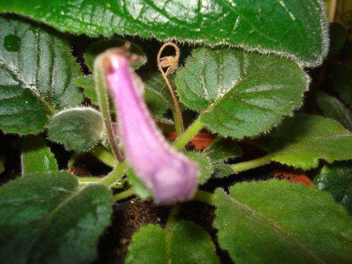 DSC09402 - SINNINGIA DE LA A - Z